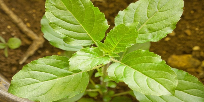 Tulsi for Beauty Benefits3
