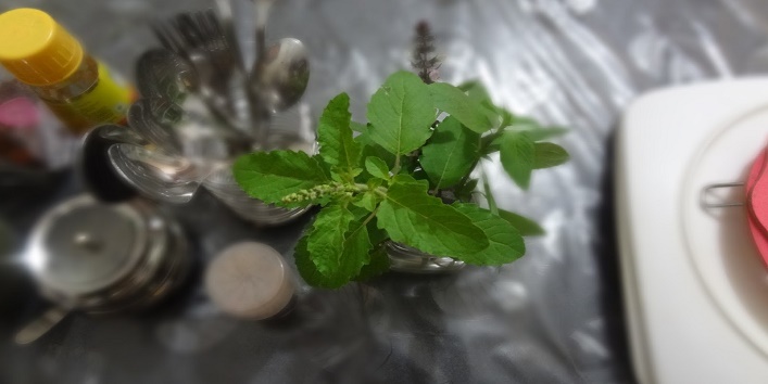 Should Never Ever Do to Tulsi Leaves4