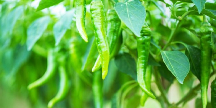green-chillies-health-benefits-4